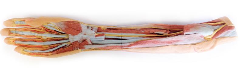 ERLERZIMMER Forearm & Hand Superficial & Deep Dissection