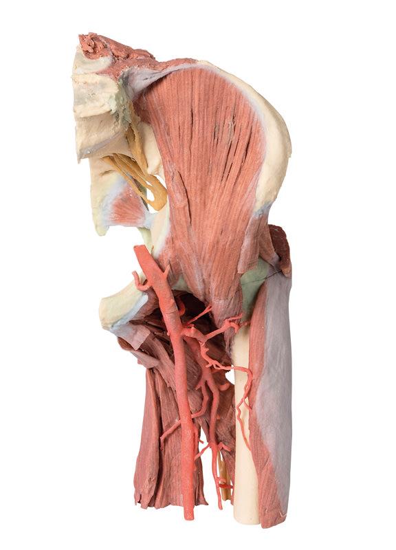 ERLERZIMMER Lower Extremity