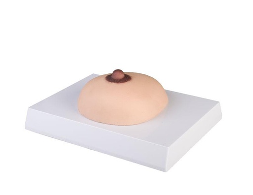 [24624-01] ERLERZIMMER Breast Cancer Palpation Model
