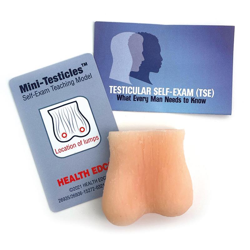 ERLERZIMMER Testicle Palpation Model