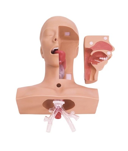 [24643-01] ERLERZIMMER Practice Model Suction Techniques