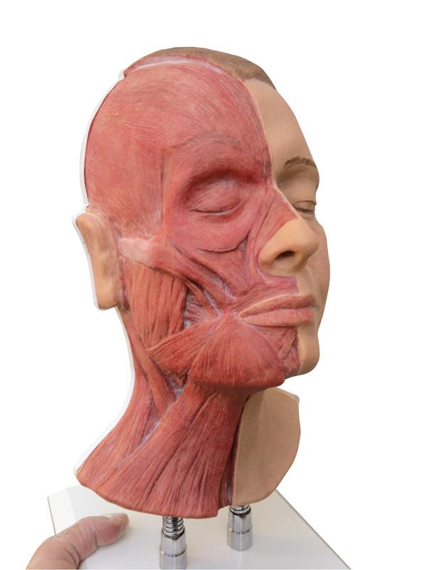 ERLERZIMMER Head for Facial Injections, half-sided musculature