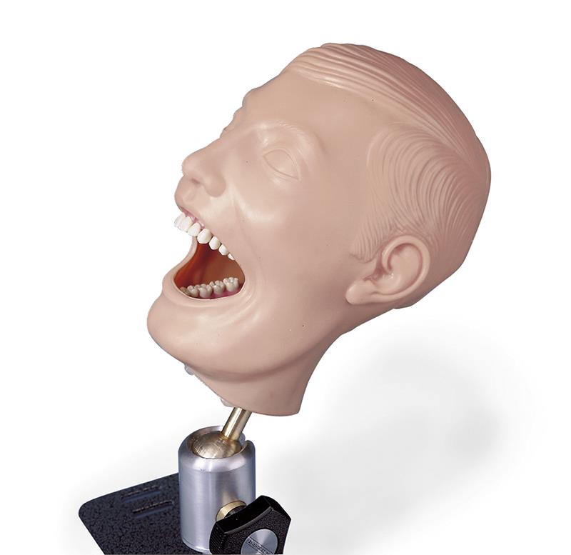 ERLERZIMMER Dentalpuppe