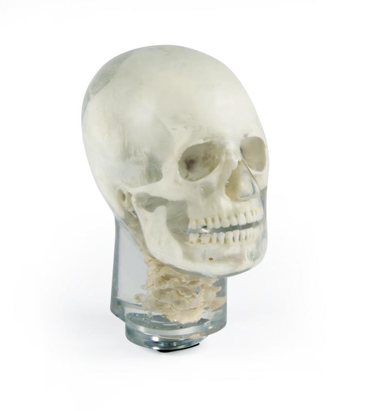 ERLERZIMMER X-Ray Phantom Head with Cervical Vertebrae, transparent