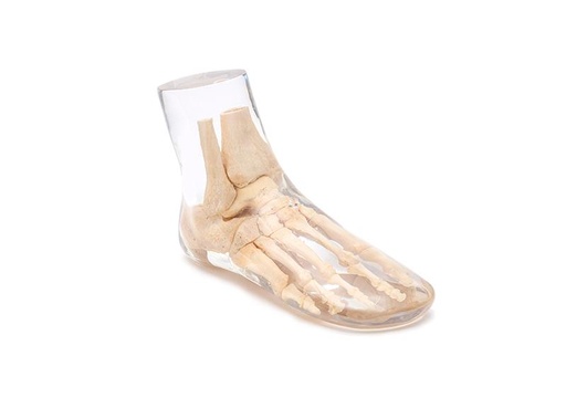 [24706-01] ERLERZIMMER X-Ray Phantom Foot, transparent