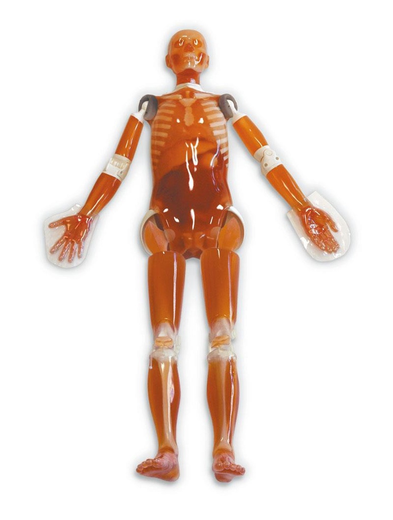 ERLERZIMMER Full Body CT Phantom