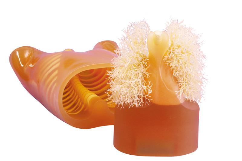 ERLERZIMMER Upper Body Phantom for X-Ray and CT