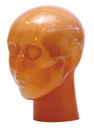 ERLERZIMMER Angiography Head Model