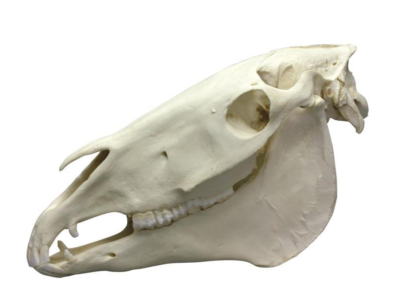 ERLERZIMMER Horse Skull