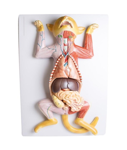 [24957-01] ERLERZIMMER Dissection Model of a Pregnant Cat
