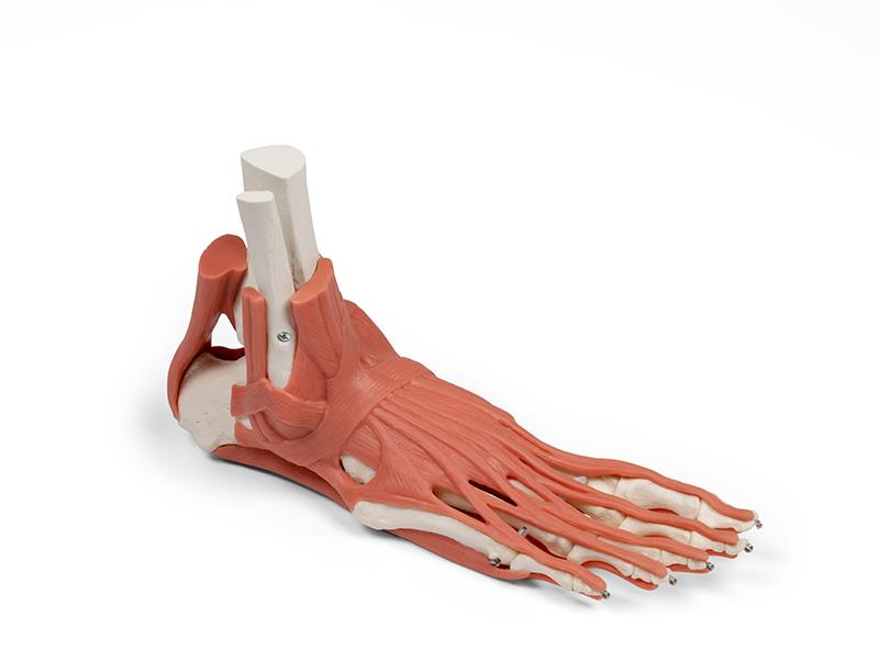 ERLERZIMMER Muscles and Tendons of the Foot