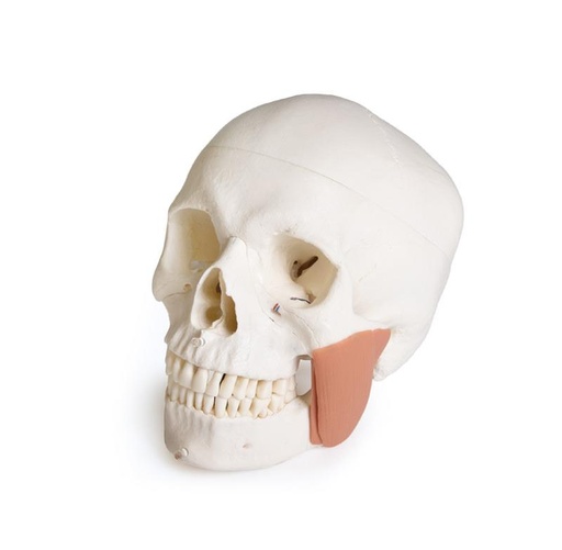 [25244-01] ERLERZIMMER Skull Model for Dentistry with TMD Syndrome, 8-part