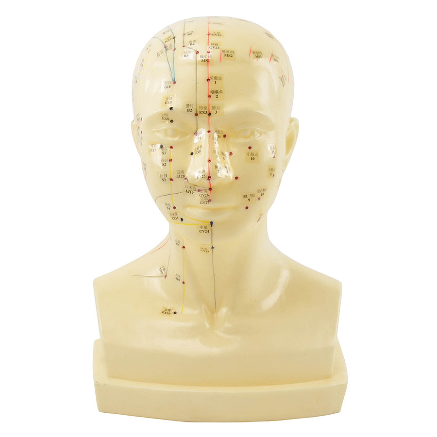 HEINESCIENTIFIC Life-size head acupuncture model