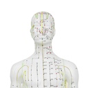 HEINESCIENTIFIC Classic acupuncture model