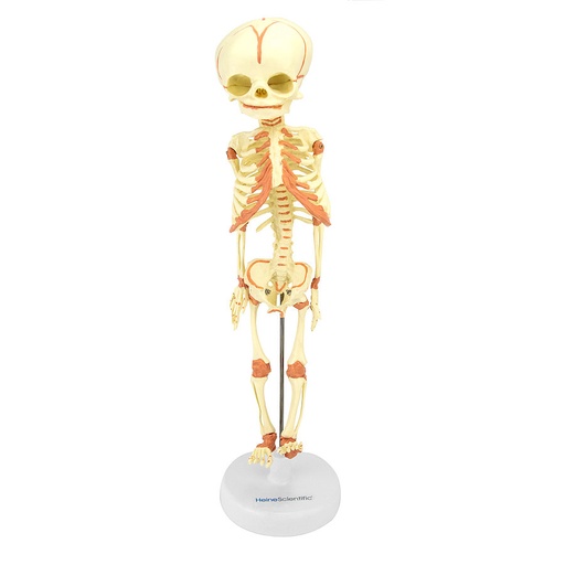 [27017-01] HEINESCIENTIFIC Fetus skeleton