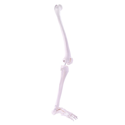 [27019-01] HEINESCIENTIFIC Skeleton model Leg
