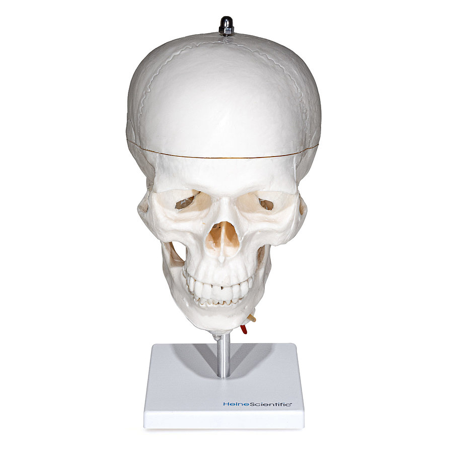 HEINESCIENTIFIC Skull model with cervical spine