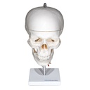 HEINESCIENTIFIC Skull model with cervical spine