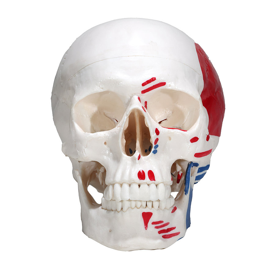 HEINESCIENTIFIC Skull model with painted muscles