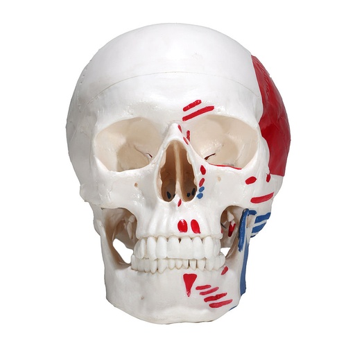 [27021-01] HEINESCIENTIFIC Skull model with painted muscles
