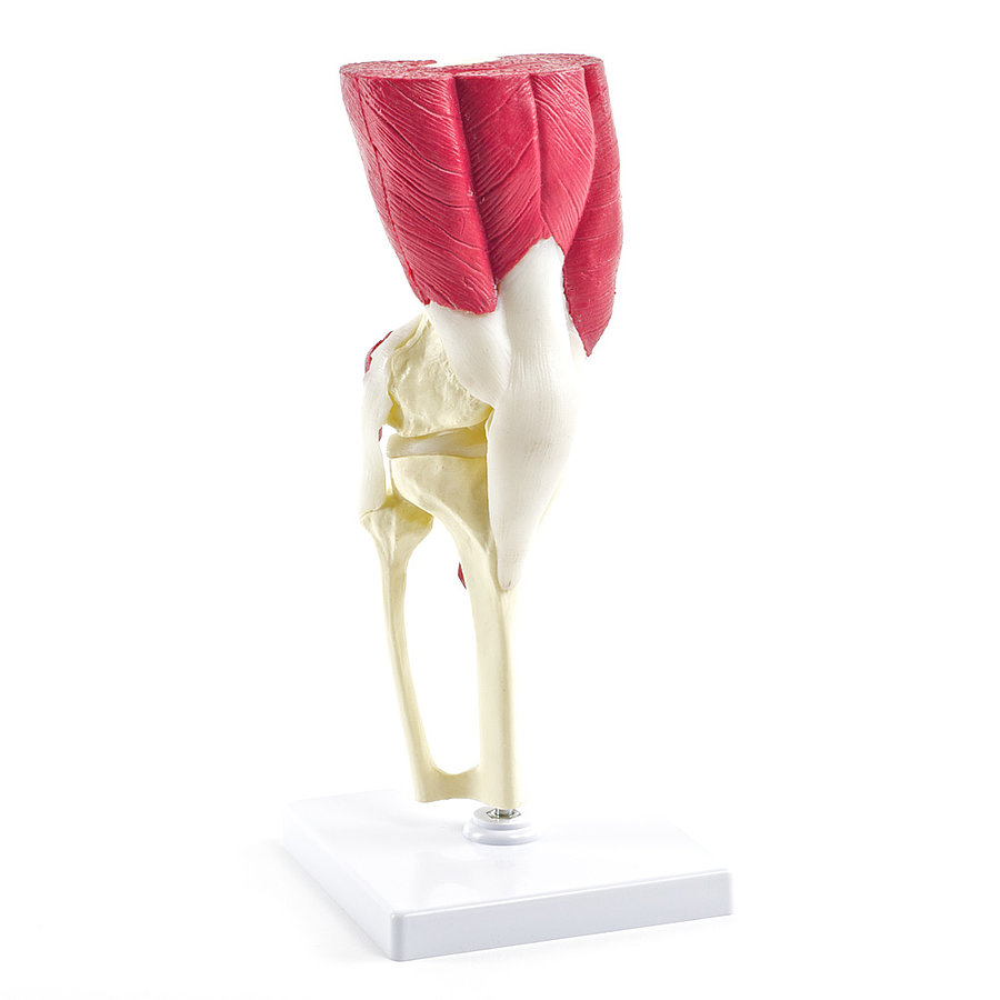 HEINESCIENTIFIC Knee joint model