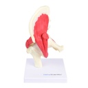 HEINESCIENTIFIC Hip model