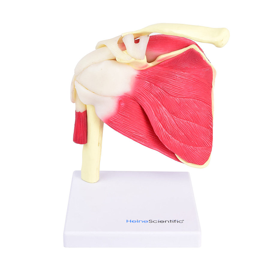 HEINESCIENTIFIC Model of the shoulder joint