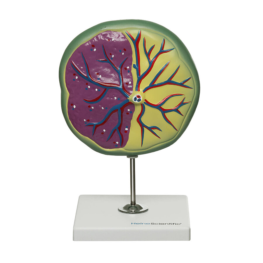 HEINESCIENTIFIC Model of the placenta