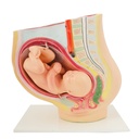 HEINESCIENTIFIC Pregnancy model in the 40th week of pregnancy