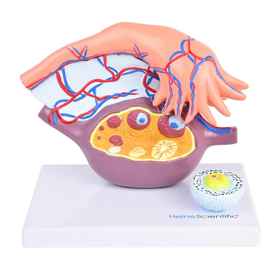 HEINESCIENTIFIC Modell der Follikelreifung