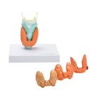 HEINESCIENTIFIC Larynx model with thyroid diseases