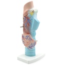 HEINESCIENTIFIC Larynx model