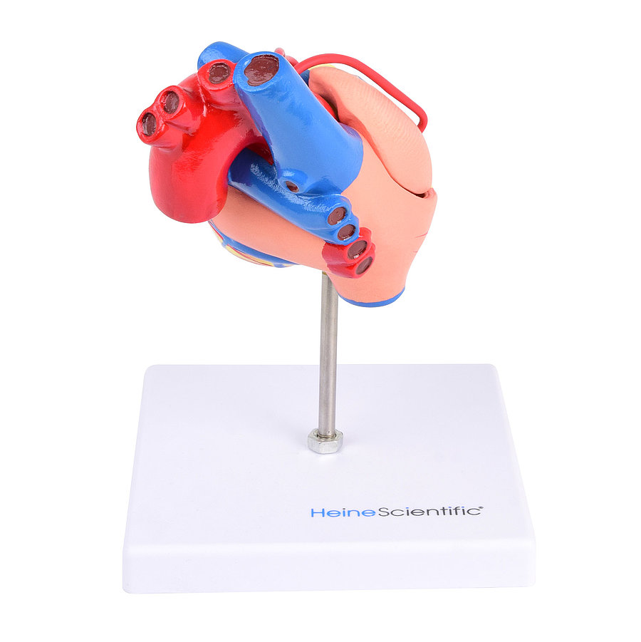HEINESCIENTIFIC Bypass-Modell