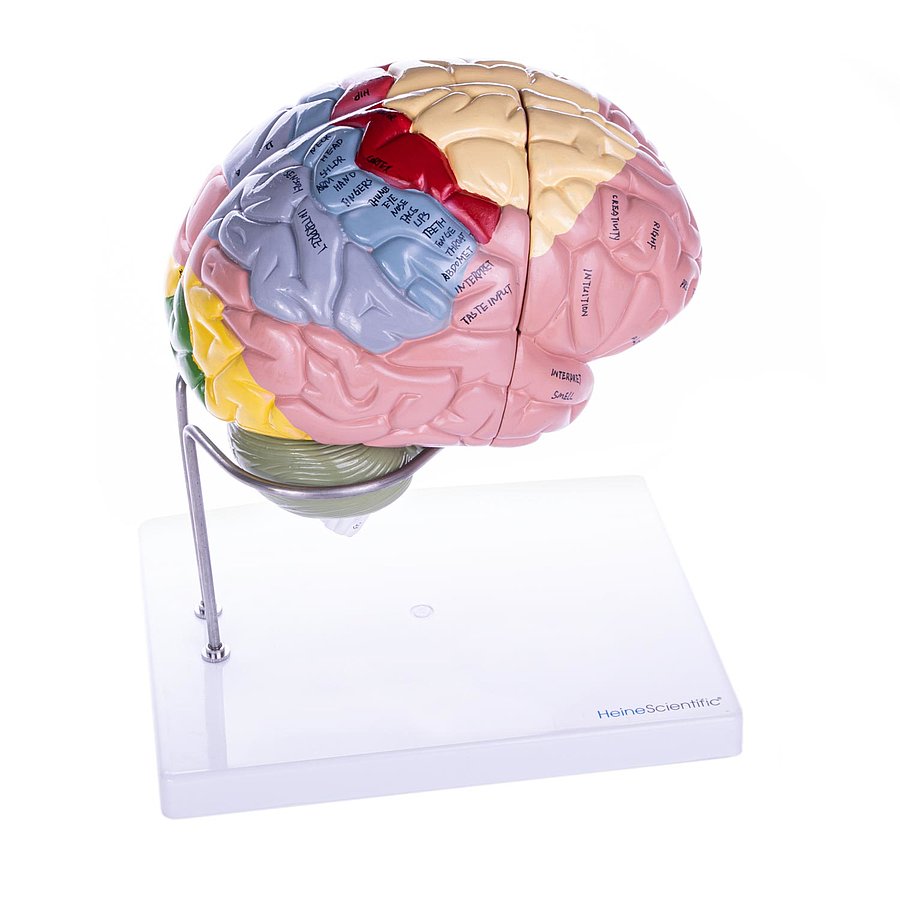 HEINESCIENTIFIC zerlegbares Gehirn-Modell