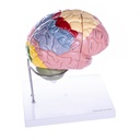 HEINESCIENTIFIC Dismountable brain model