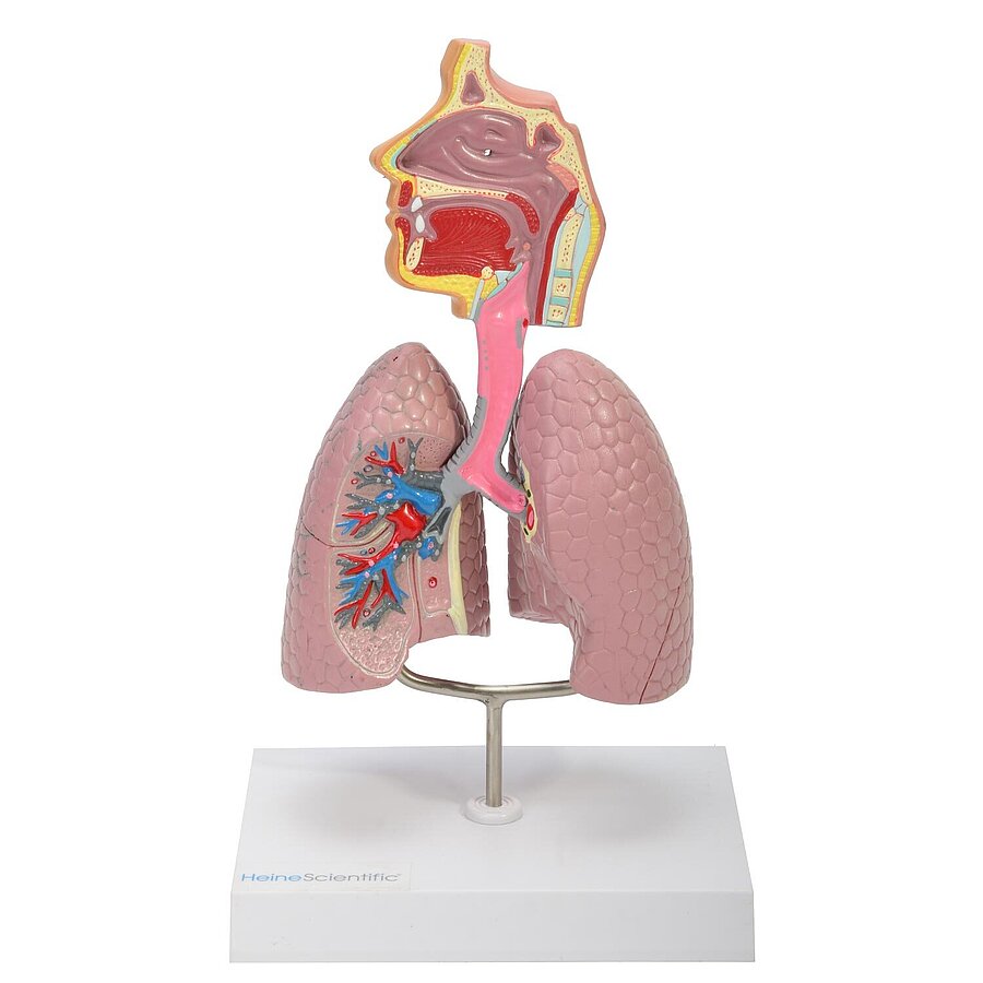 HEINESCIENTIFIC Airway model