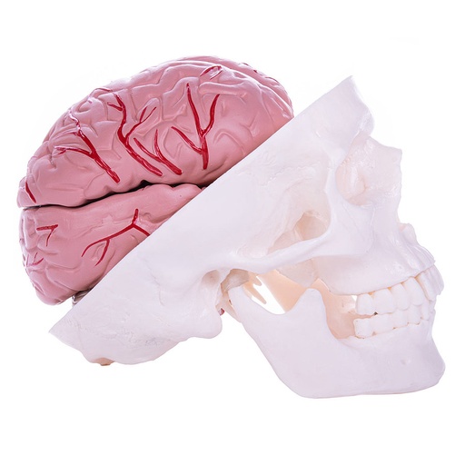 [27073-01] HEINESCIENTIFIC Skull brain model