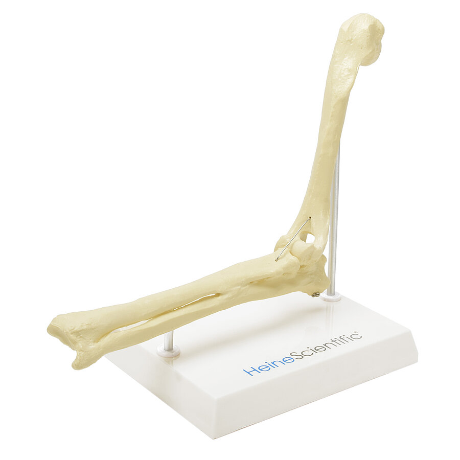 HEINESCIENTIFIC Skeleton model Dog elbow