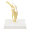 HEINESCIENTIFIC Skeleton model Dog knee