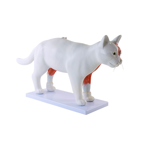 HEINESCIENTIFIC Dismountable model cat