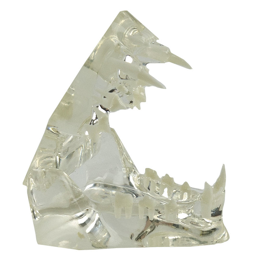 HEINESCIENTIFIC transparent cat jaw