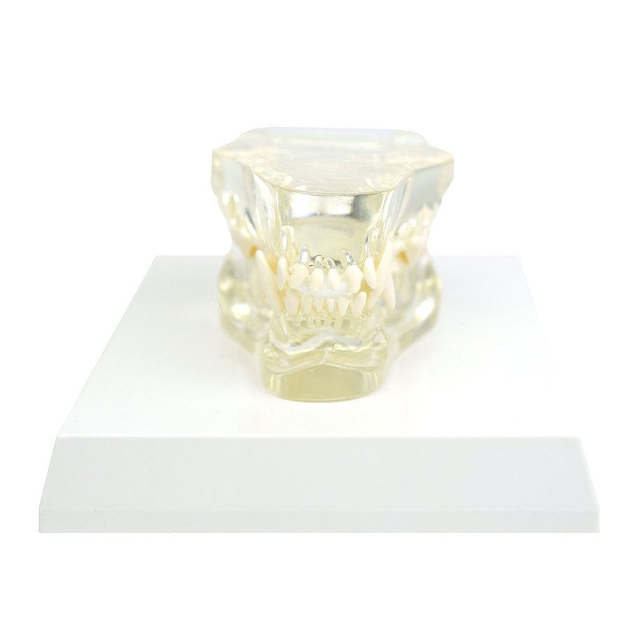 HEINESCIENTIFIC transparent dog jaw