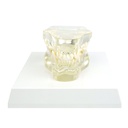 HEINESCIENTIFIC transparenter Hundekiefer