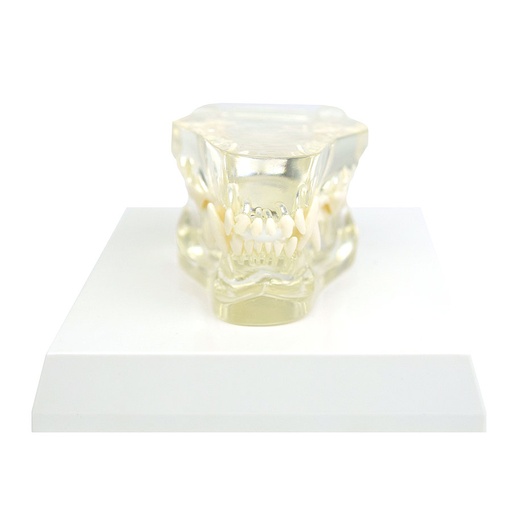 [27084-01] HEINESCIENTIFIC transparent dog jaw