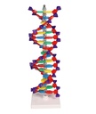 ERLERZIMMER DNA Doppelhelix Modell