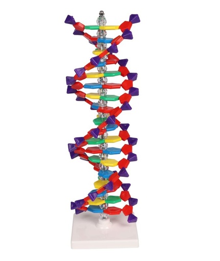 [27384-01] ERLERZIMMER DNA Doppelhelix Modell