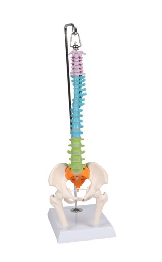 [27386-01] ERLERZIMMER Flexible Miniature Spine, didactic