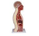 ERLERZIMMER NG & Tracheostomy Torso, life-size
