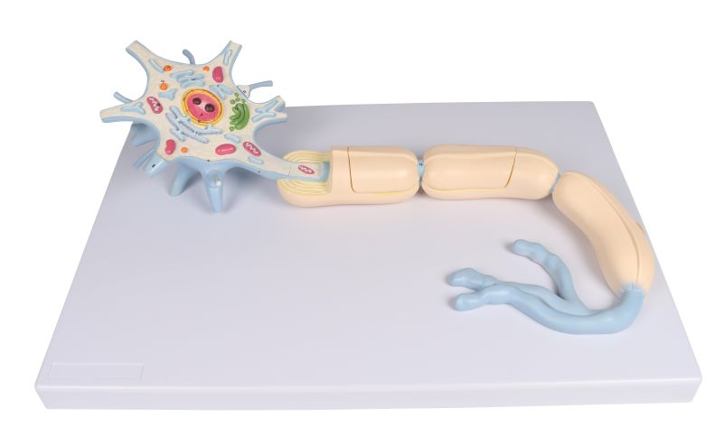 ERLERZIMMER Neuron Modell, 3000-fache Größe, 2-teilig