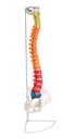 ERLERZIMMER Flexible Spine, didactic